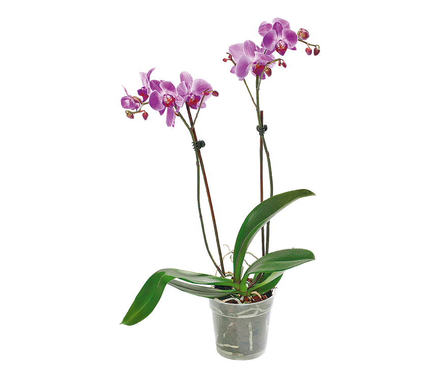 Orchidea Phalaenopsis Premium 2 výhony