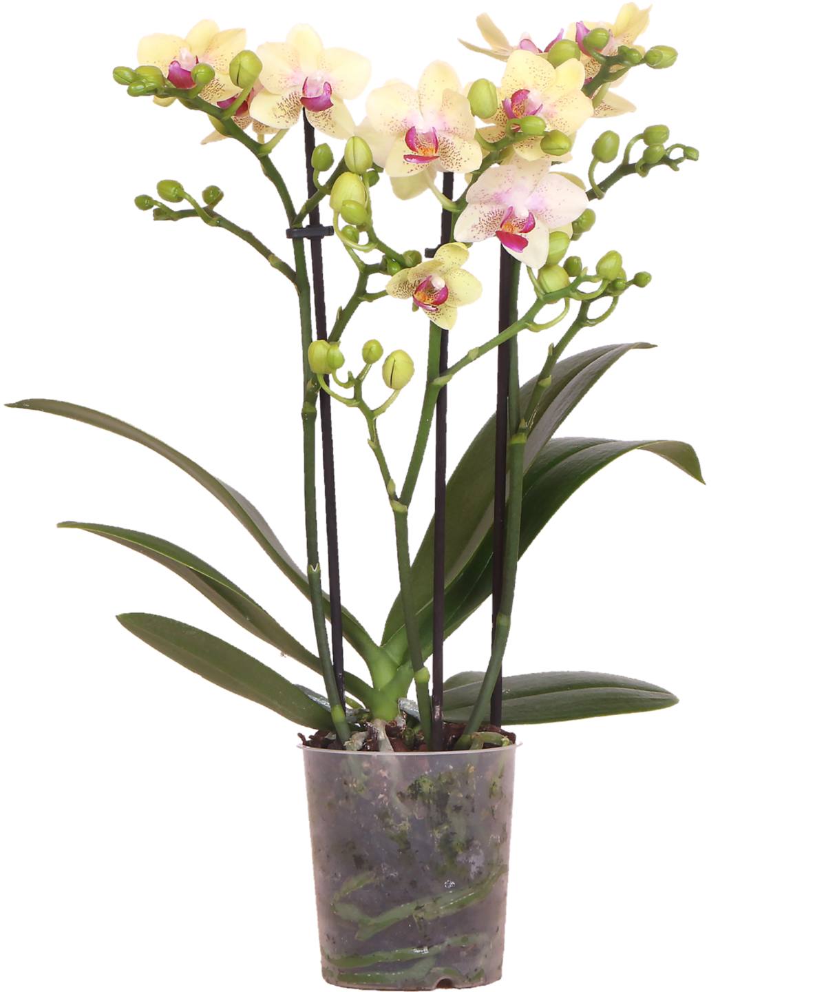Orchidea Phalaenopis
3 výhony