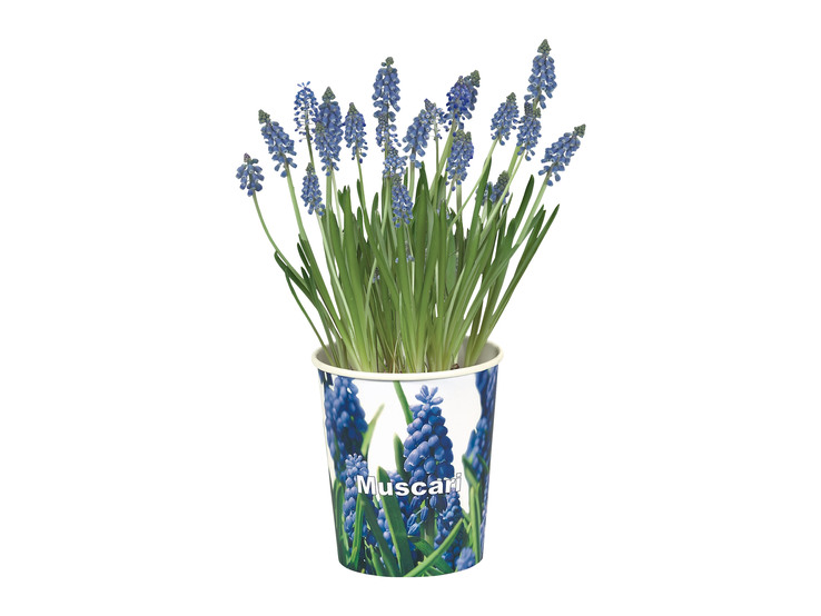 Jarné kvety v papierovom obale