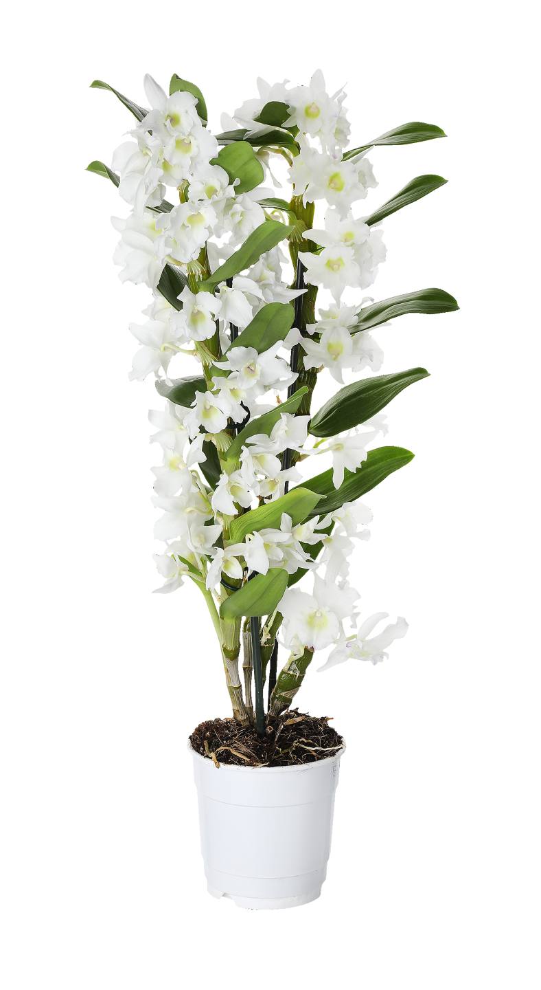Orchidea  - Dendrobium 2 výhony