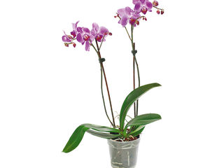 obrázek Orchidea Phalaenopsis Premium 2 výhony