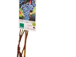 obrázek Bio Vinná réva různé druhy