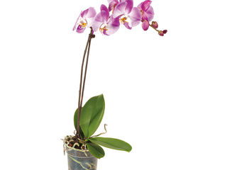 Orchidea 1-výhonková