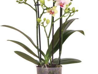 obrázek Orchidea Phalaenopis
3 výhony