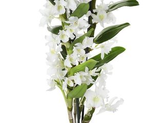 obrázek Orchidea  - Dendrobium 2 výhony
