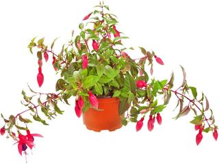 Fuksia previslá